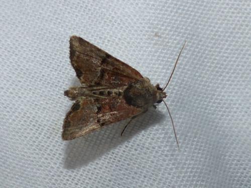 Réf. 295 400 : Mesoligia furuncula